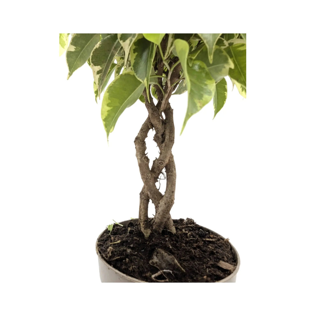 Ficus Bushy King Braided Stem_2_thumb