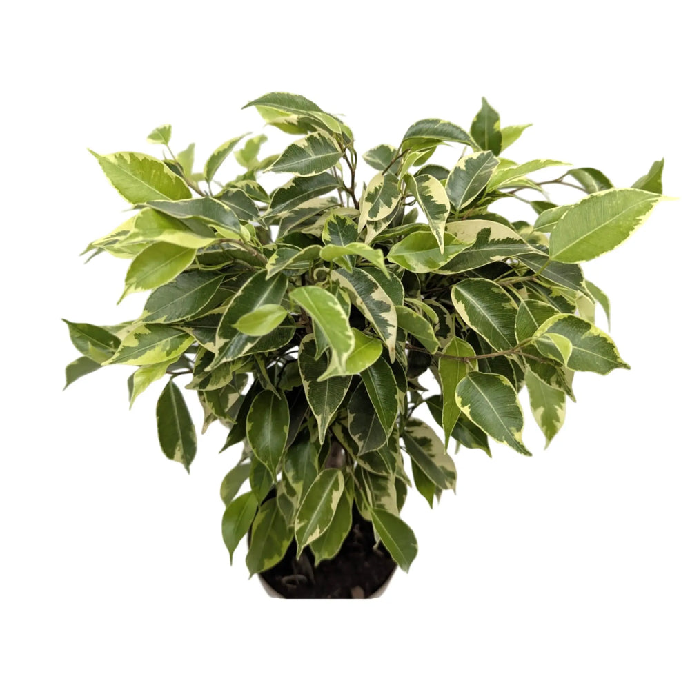 Ficus Bushy King Braided Stem_3_thumb