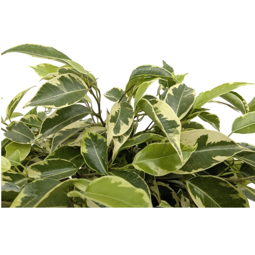 Ficus Bushy King Braided Stem_4_thumb