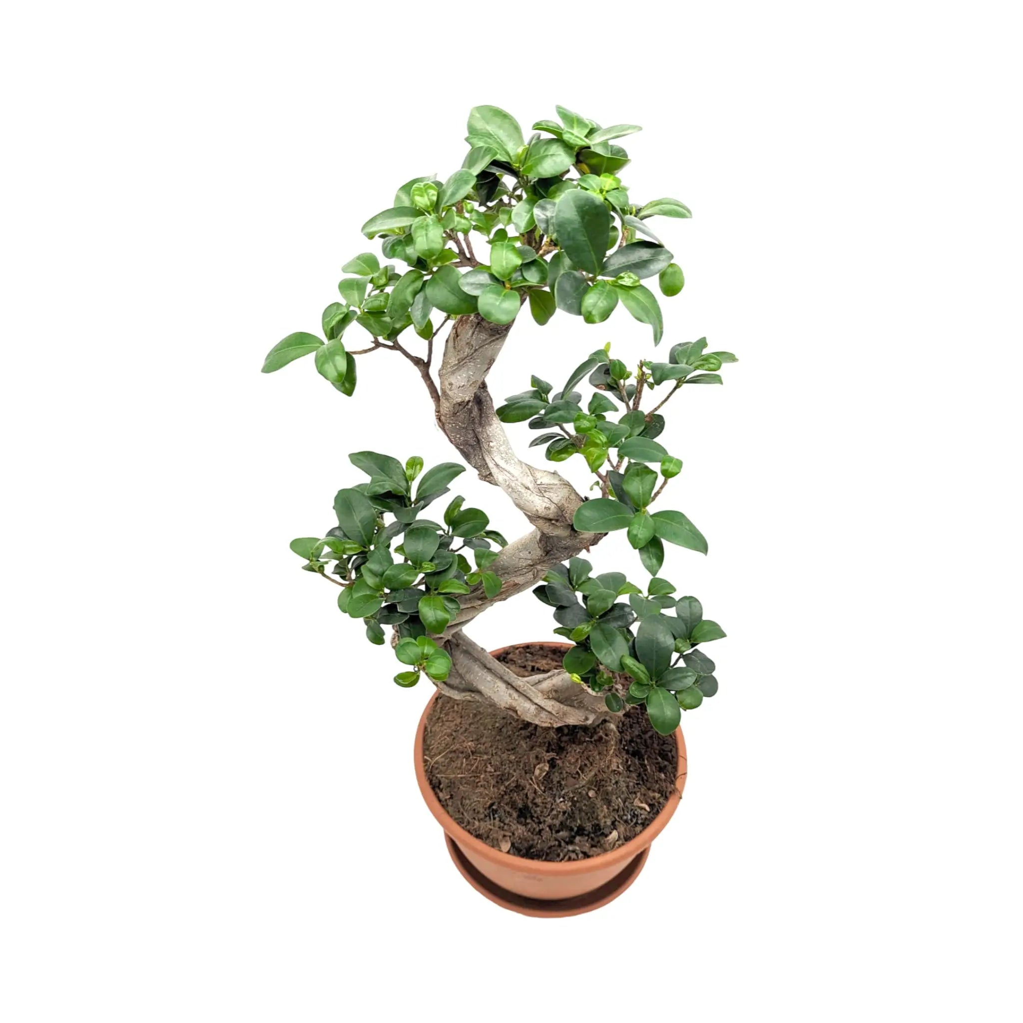 Ficus Ginseng Bonsai Leaf Culture