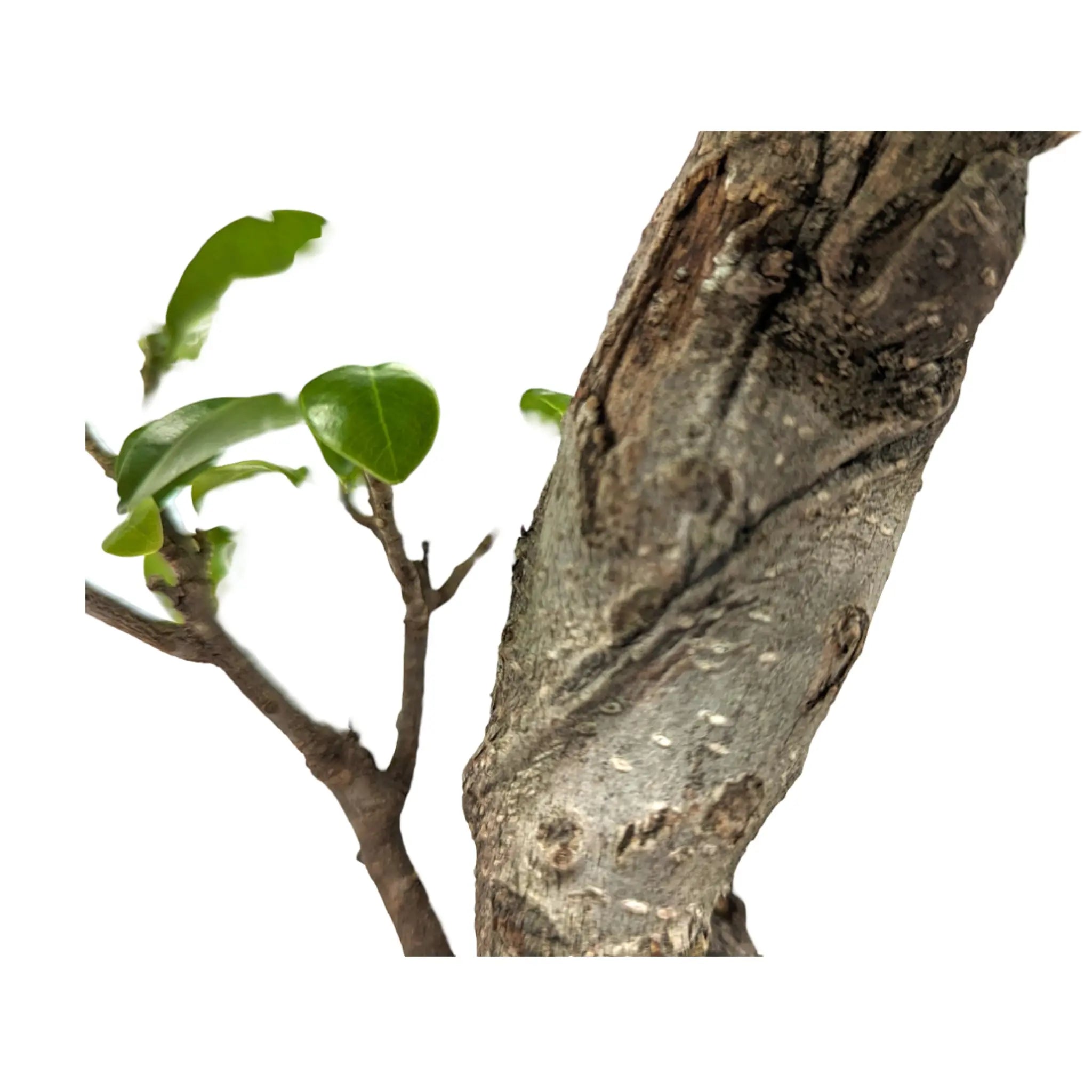 Ficus Ginseng Bonsai Leaf Culture