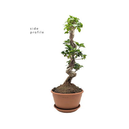 Ficus Ginseng Bonsai Leaf Culture