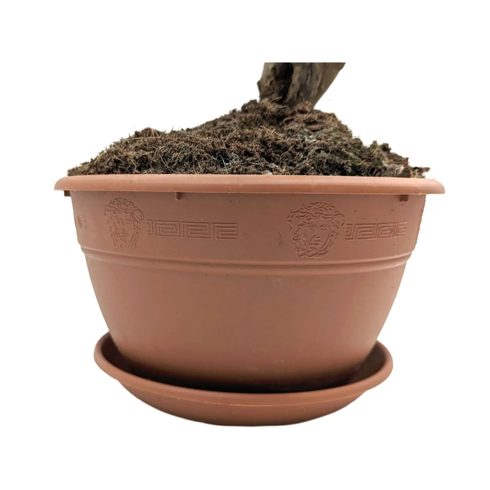 Ficus Ginseng Bonsai_7_thumb