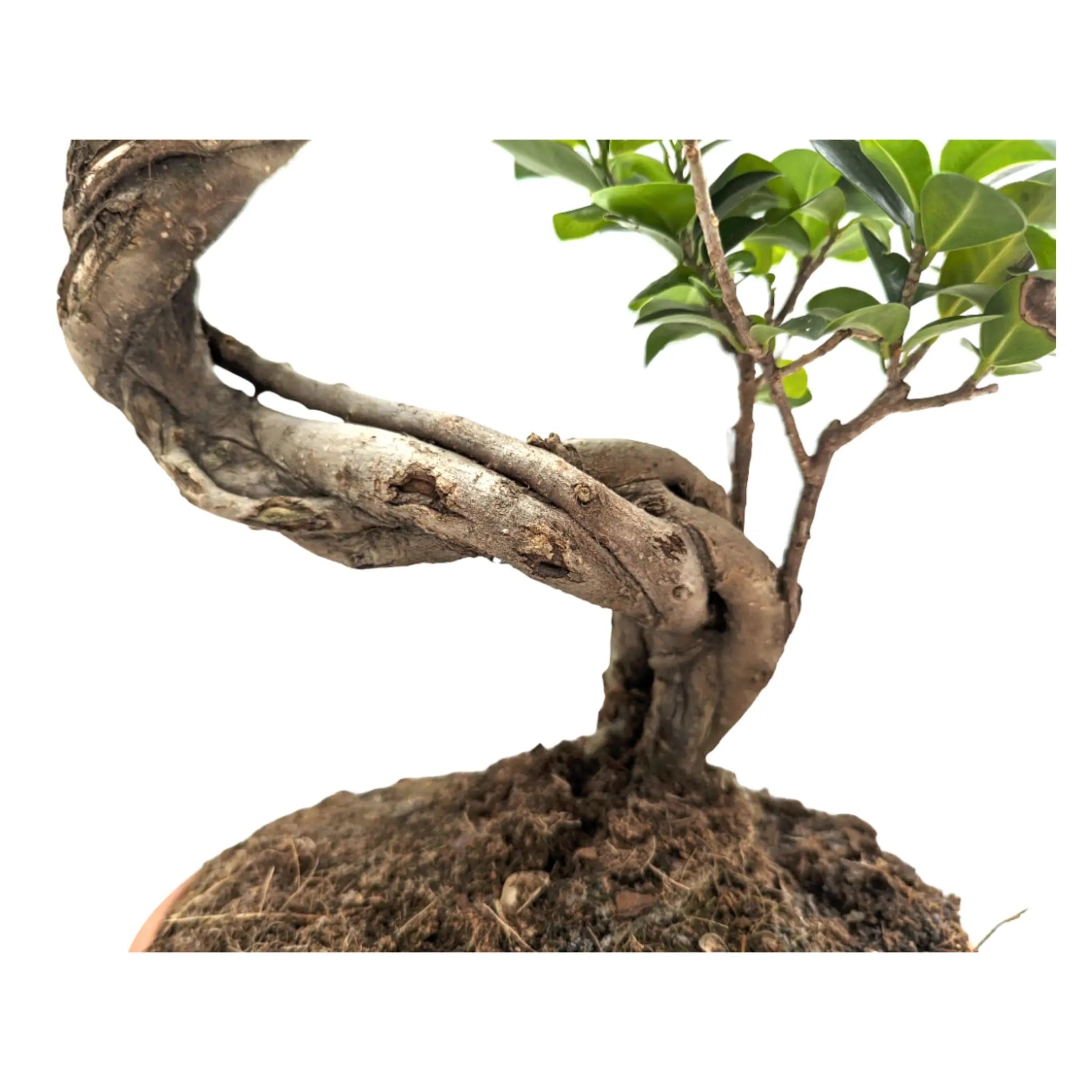 Ficus Ginseng Bonsai Leaf Culture