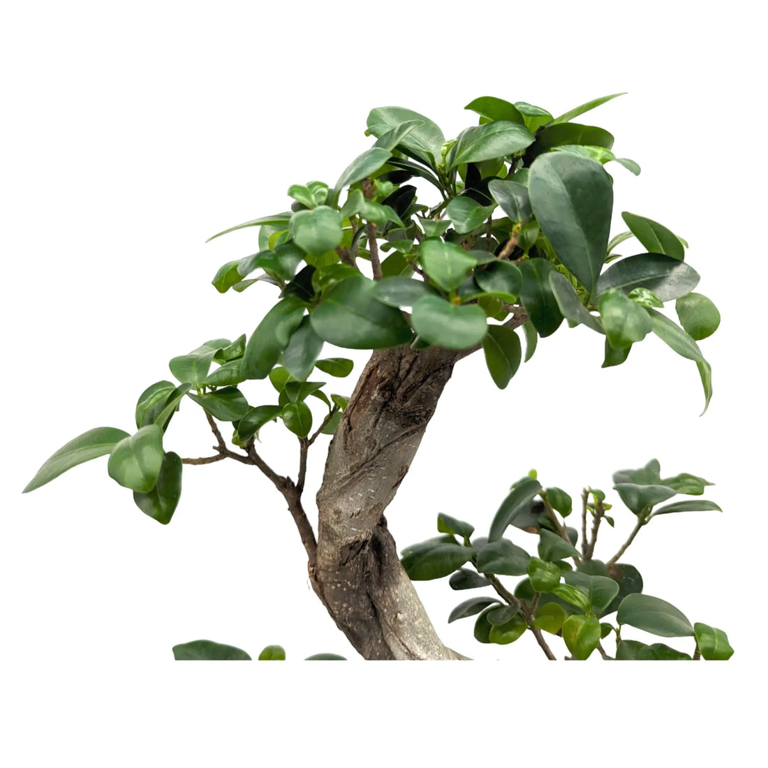 Ficus Ginseng Bonsai Leaf Culture