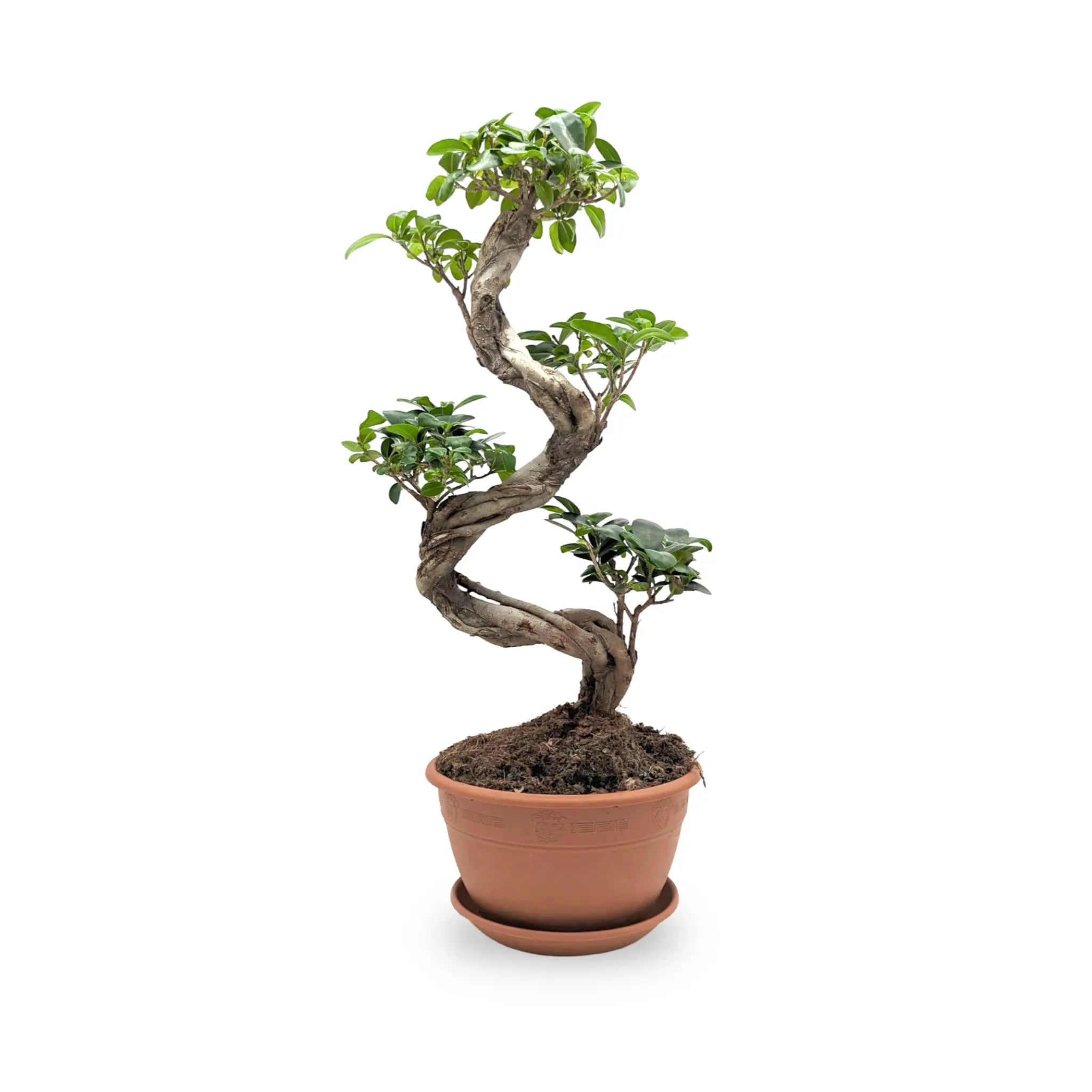 Ficus Ginseng Bonsai Leaf Culture