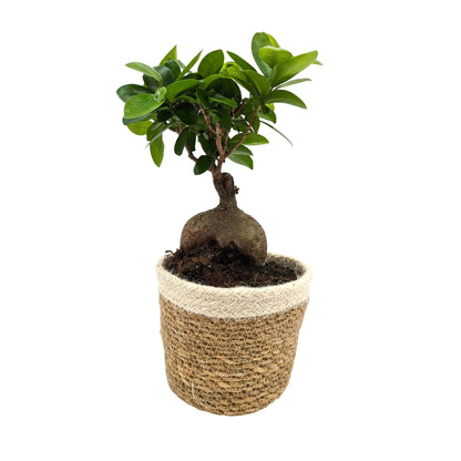 Ficus Ginseng in Decorative Pot Leaf Culture