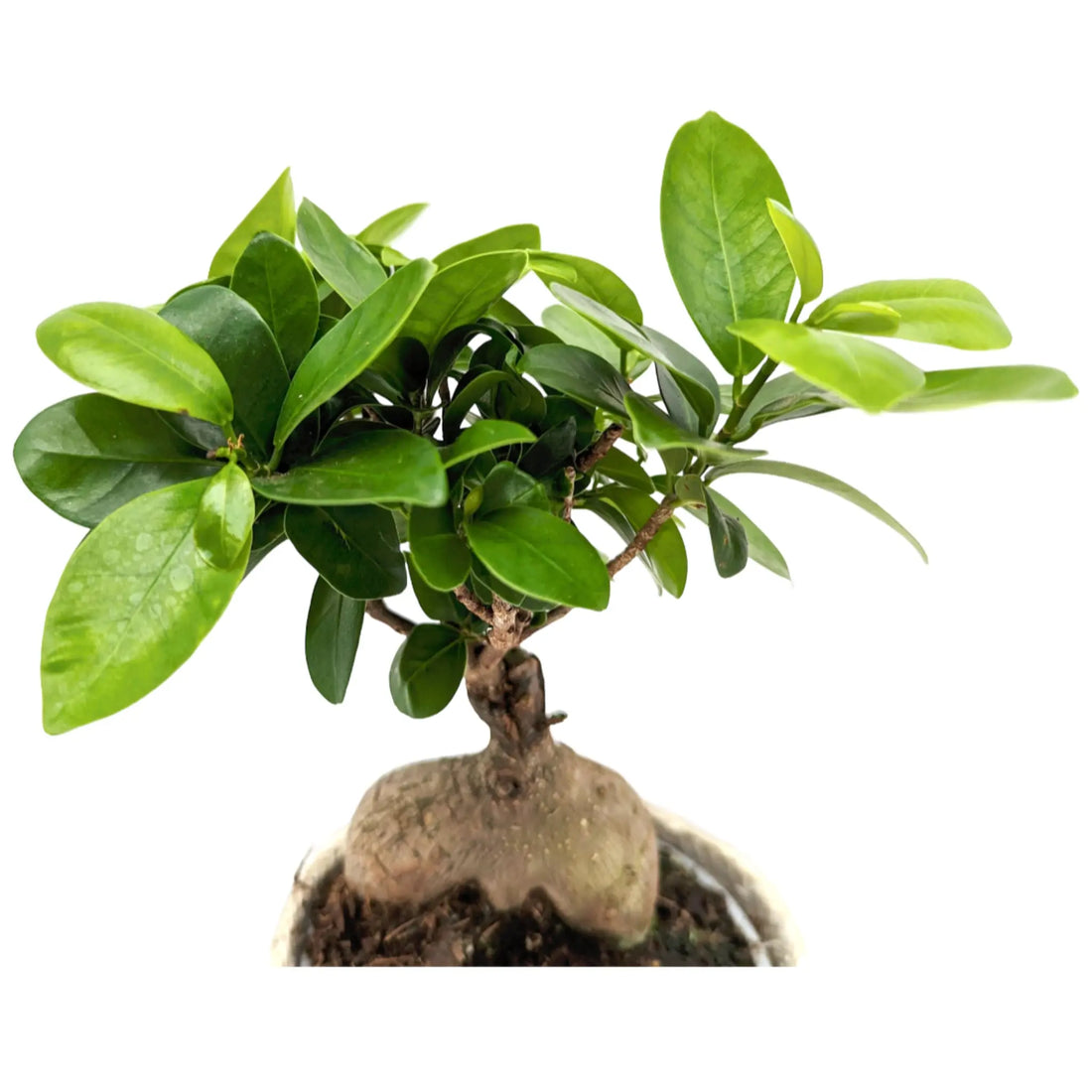 Ficus Ginseng in Decorative Pot Leaf Culture