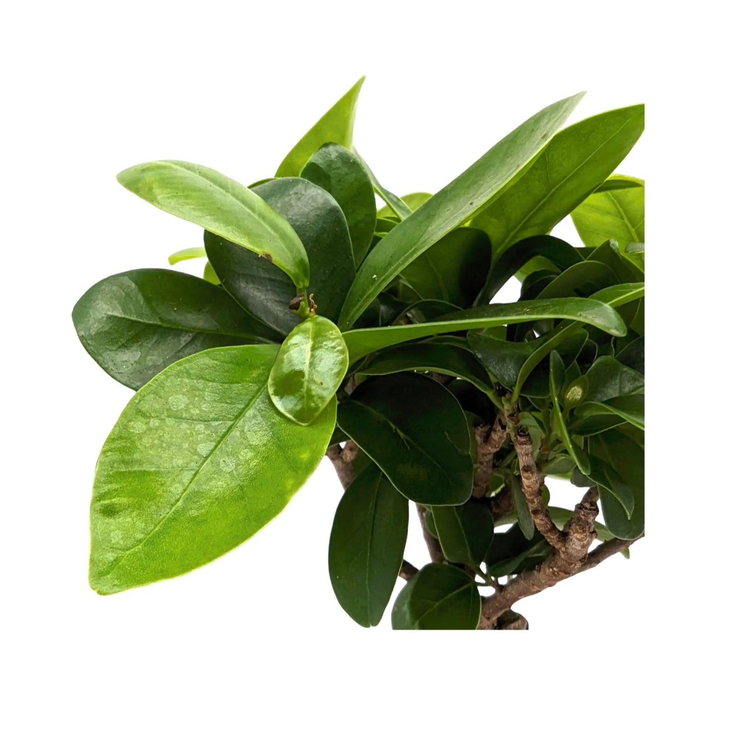 Ficus Ginseng in Decorative Pot Leaf Culture