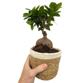 Ficus Ginseng in Decorative Pot Leaf Culture