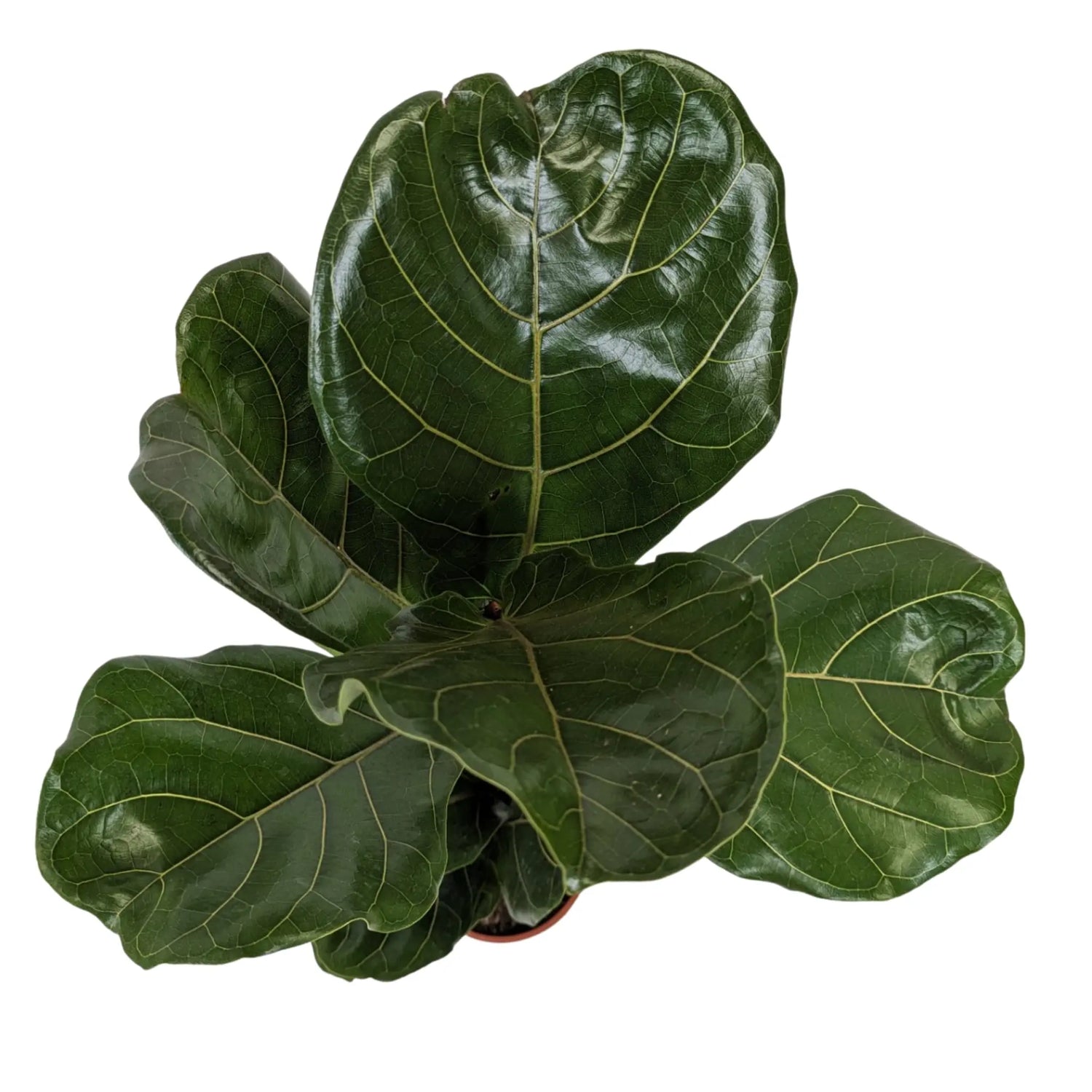 Ficus Lyrata - Fiddle Leaf Fig Leaf Culture