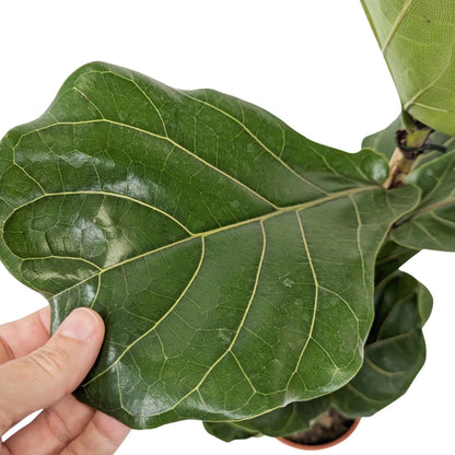 Ficus Lyrata - Fiddle Leaf Fig Leaf Culture