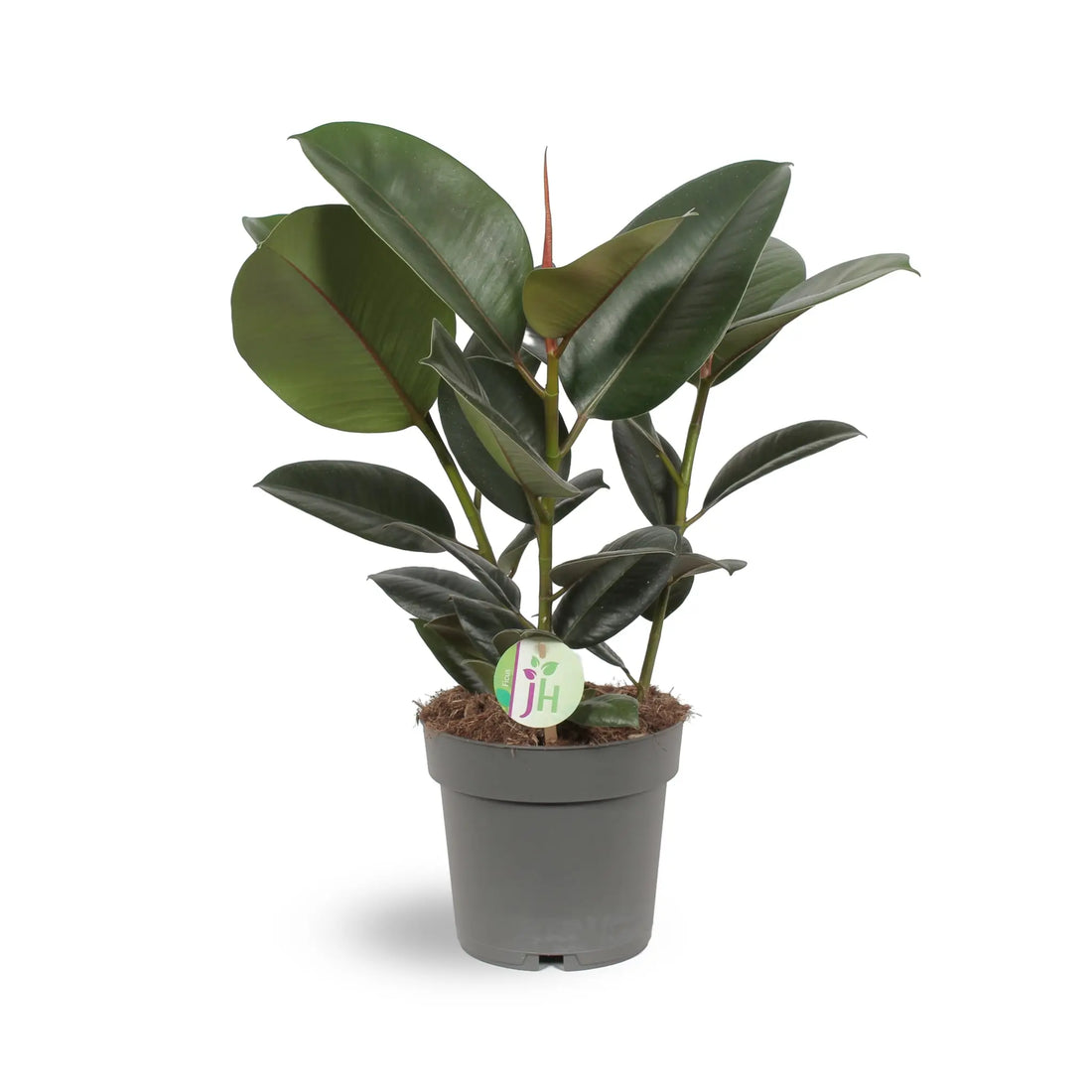 Ficus Robusta - Rubber Plant Oz