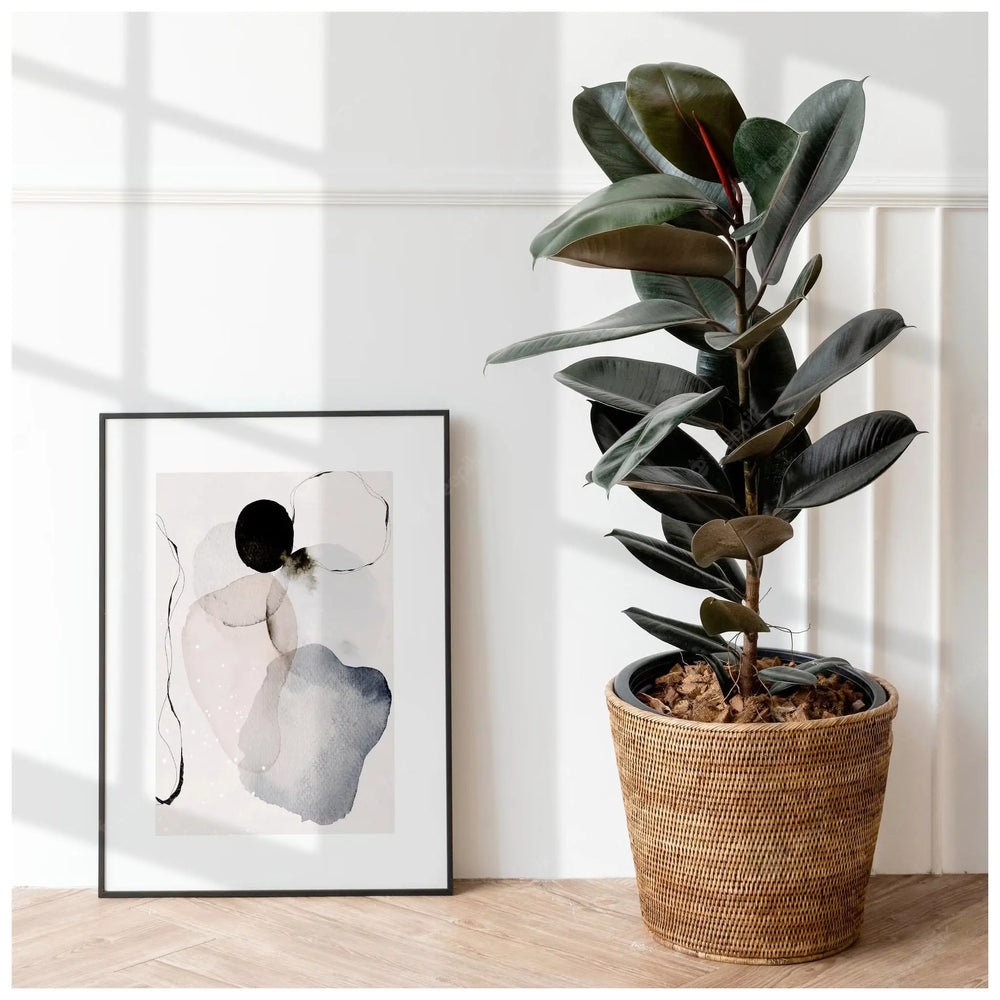 Ficus robusta | Rubber Plant - Glossy Foliage Houseplant_2_main