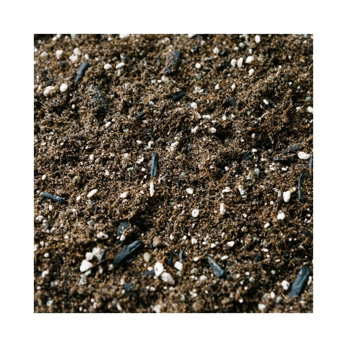 Fern Soil Mix | Potting Mix for Indoor Ferns | Soil Ninja