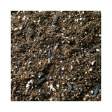 Fern Soil Mix | Potting Mix for Indoor Ferns | Soil Ninja
