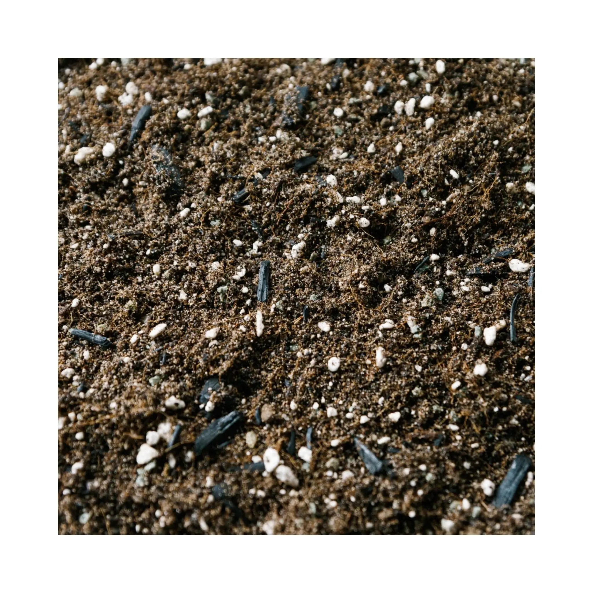 Fern Soil Mix | Potting Mix for Indoor Ferns | Soil Ninja