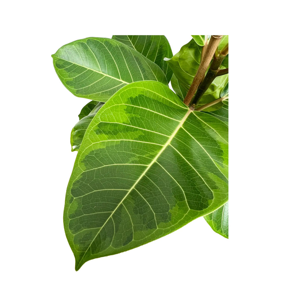 Ficus altissima - Council Fig_9_thumb