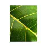 Ficus altissima - Council Fig Oz