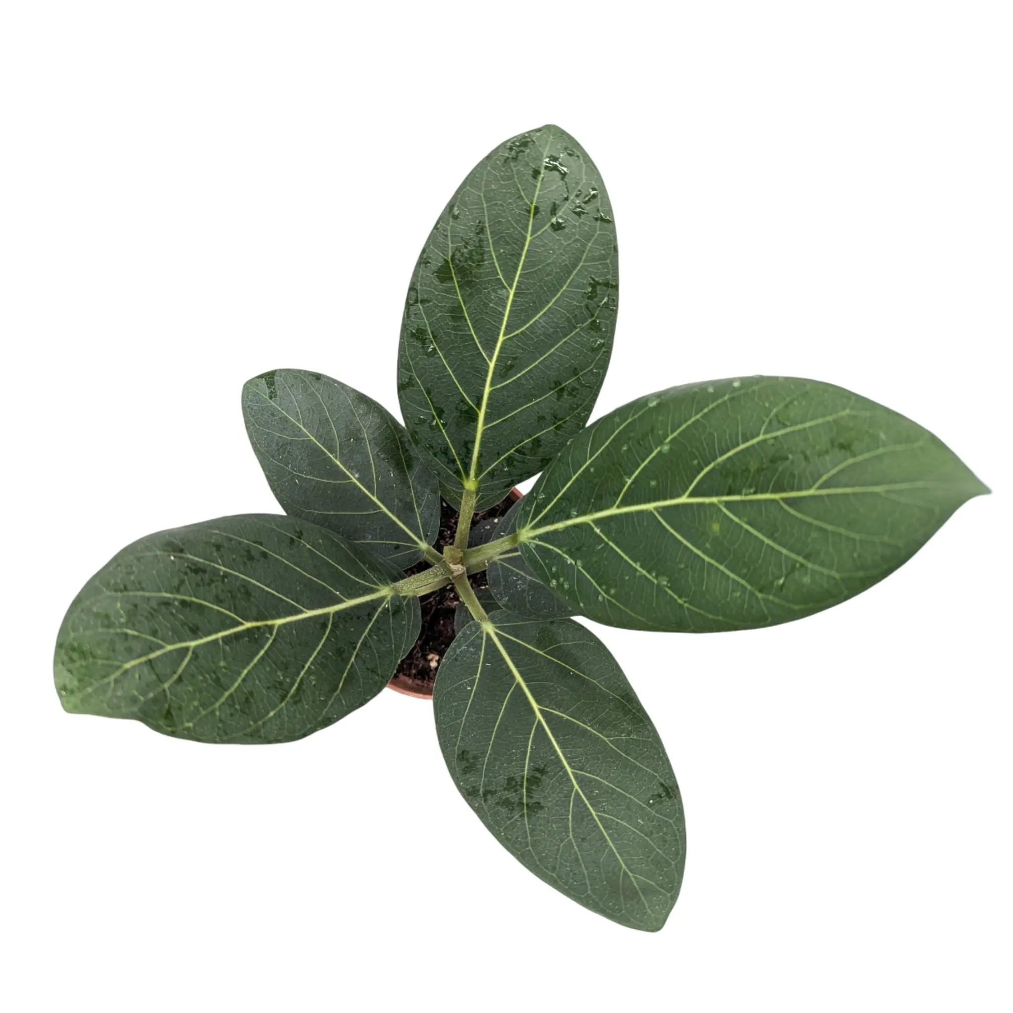 Ficus benghalensis Audrey | Bengal Fig Leaf Culture