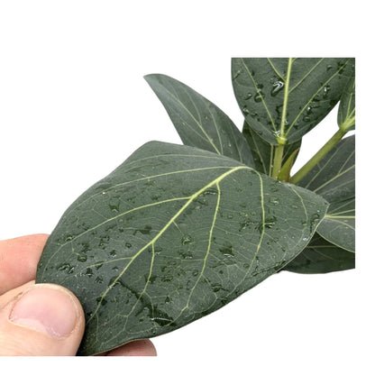 Ficus benghalensis Audrey | Bengal Fig Leaf Culture