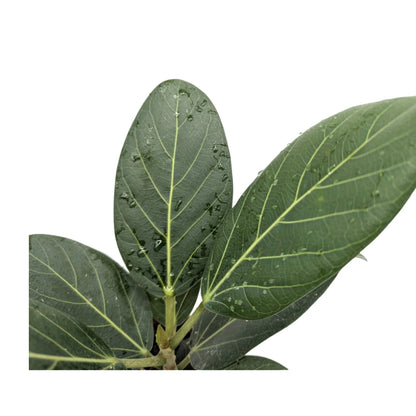 Ficus benghalensis Audrey | Bengal Fig Leaf Culture