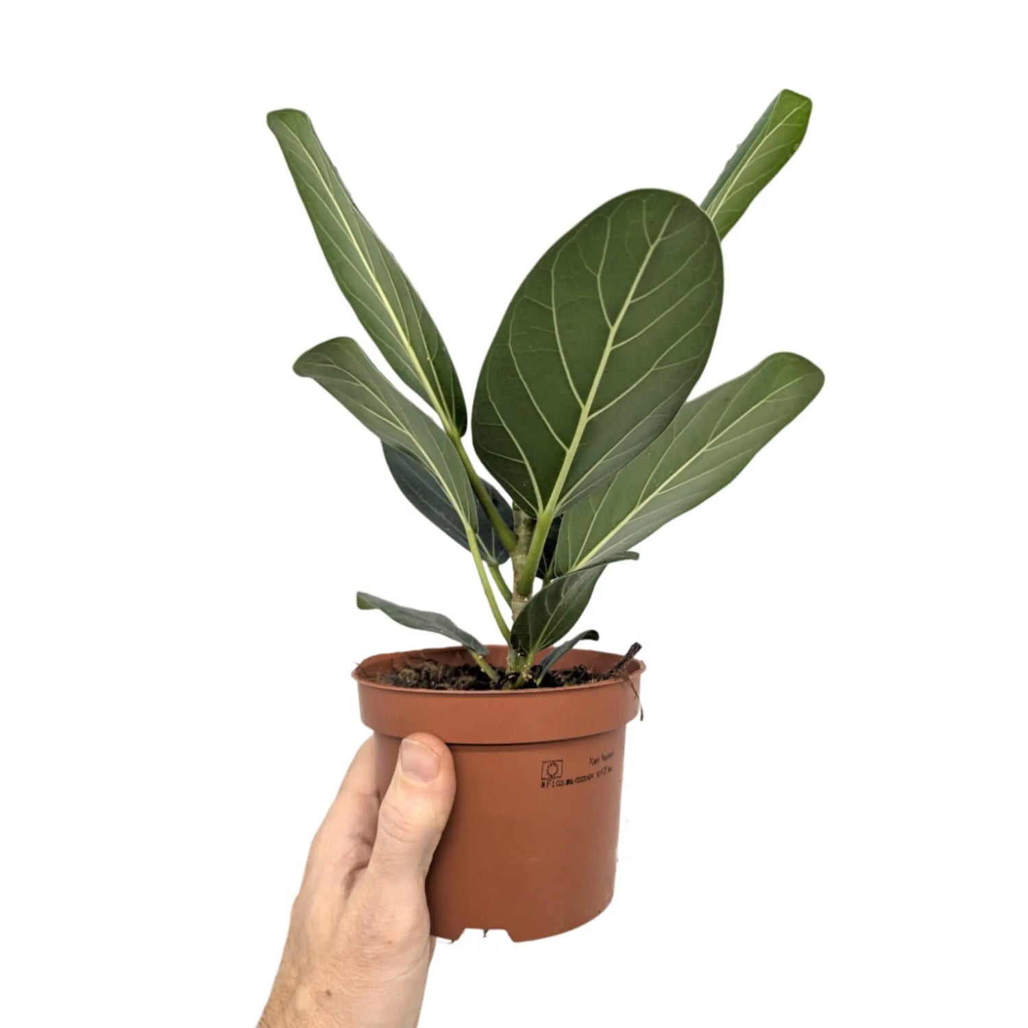 Ficus benghalensis Audrey | Bengal Fig Leaf Culture