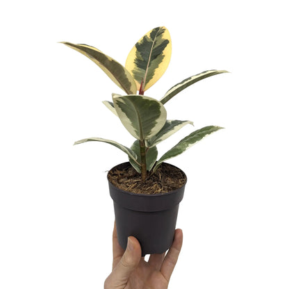 Ficus el Tineke - Variegated Rubber Plant Leaf Culture