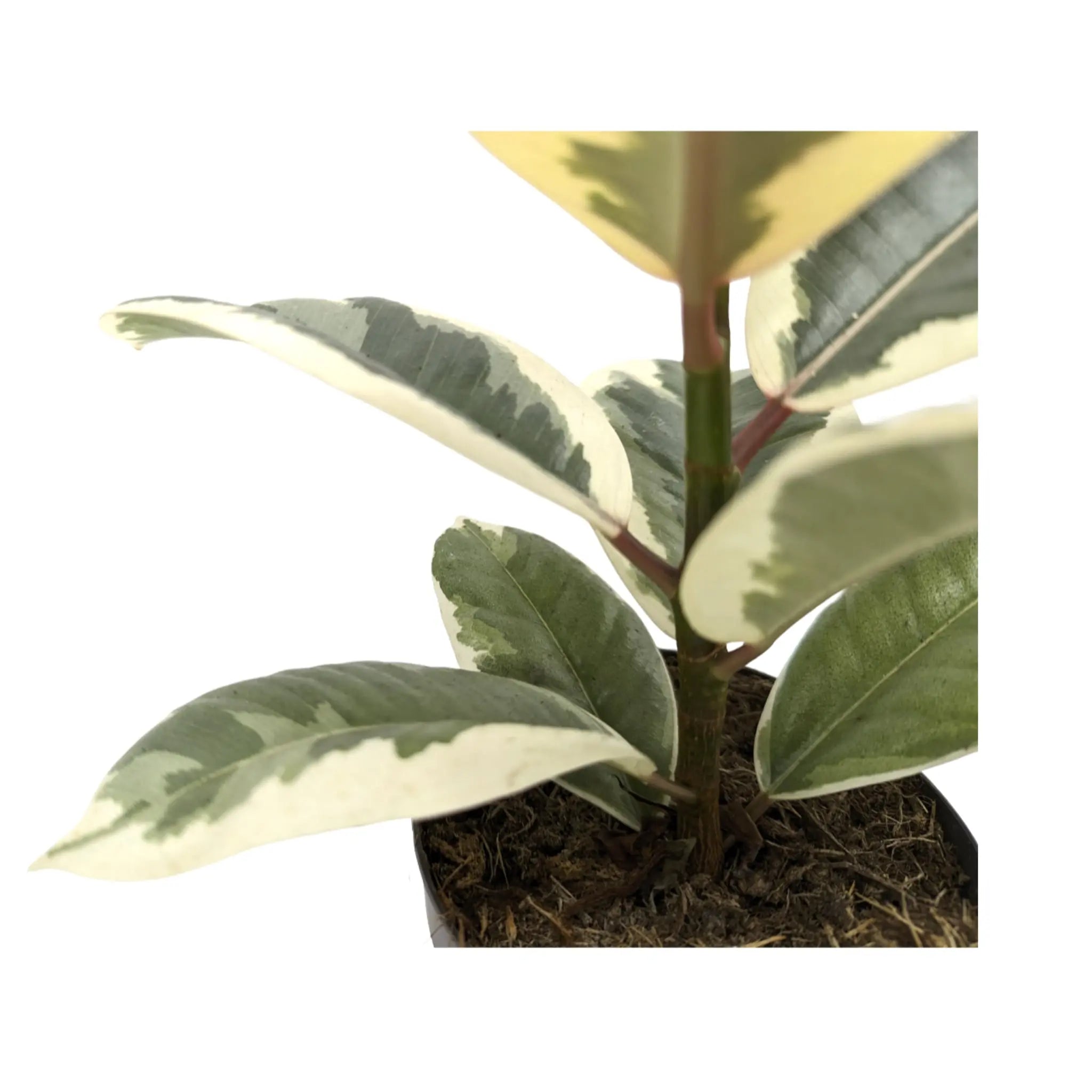 Ficus el Tineke - Variegated Rubber Plant Leaf Culture