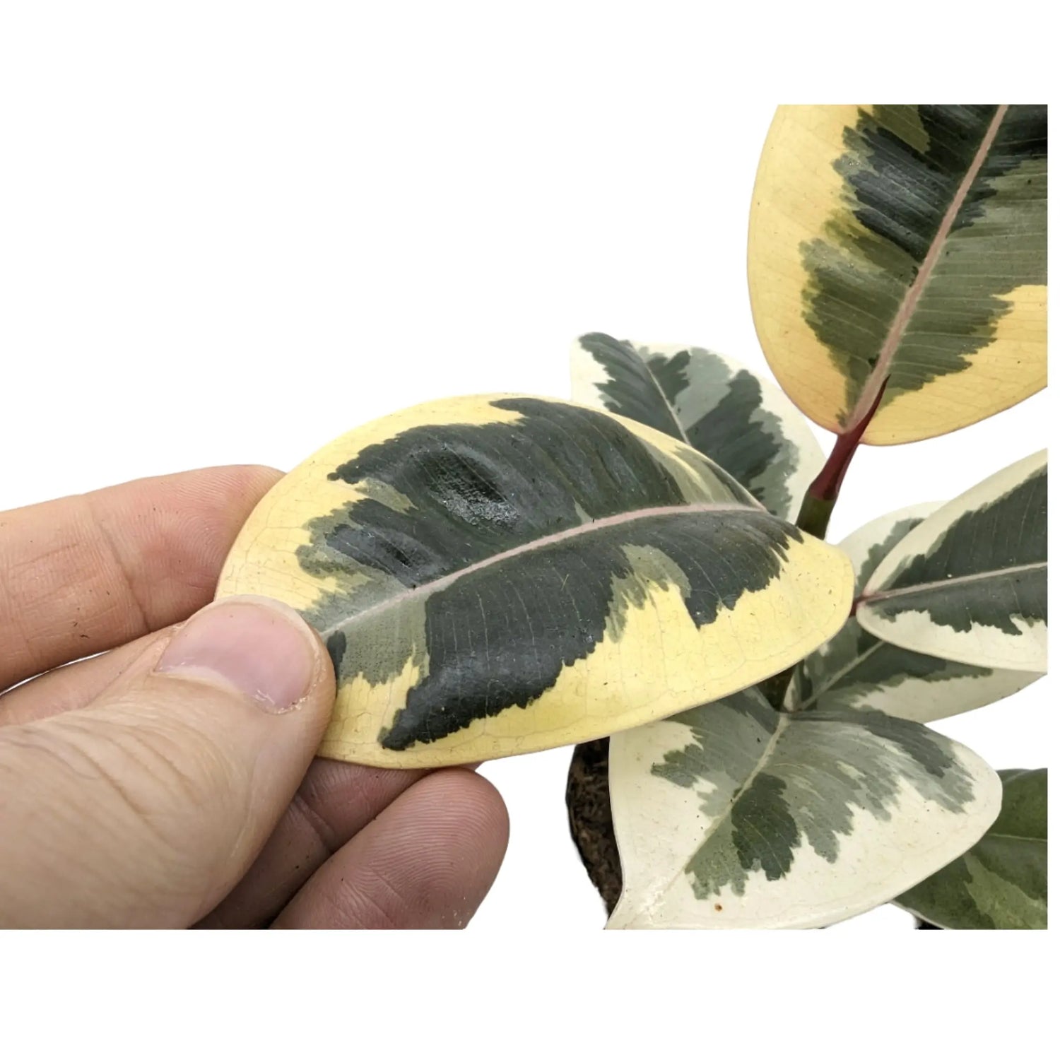 Ficus el Tineke - Variegated Rubber Plant Leaf Culture