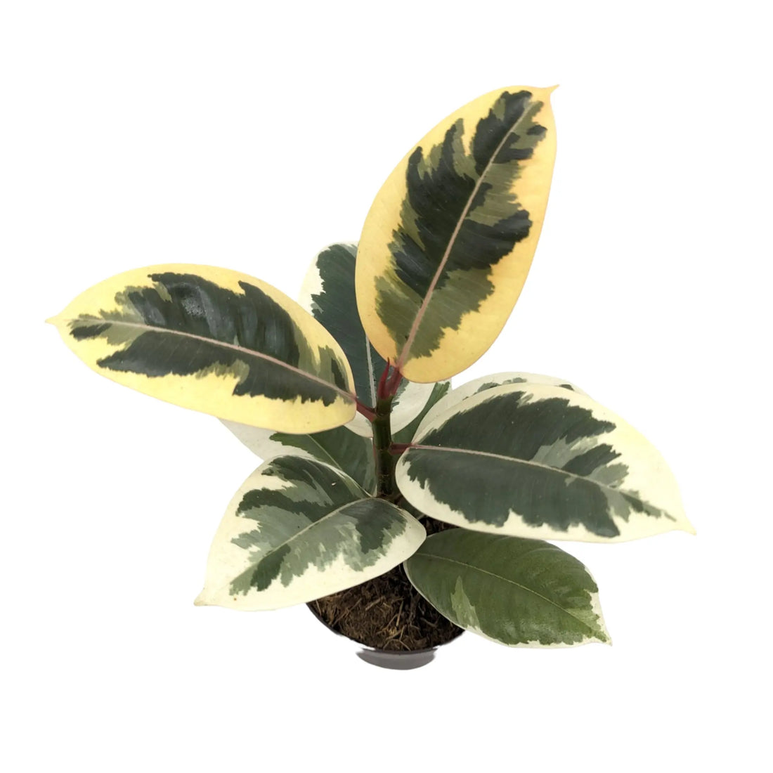 Ficus el Tineke - Variegated Rubber Plant Leaf Culture