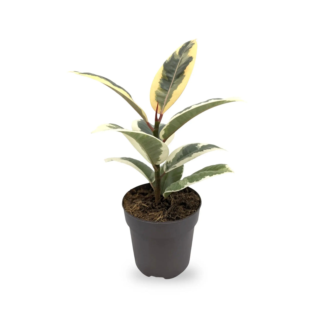 Ficus el Tineke - Variegated Rubber Plant Leaf Culture