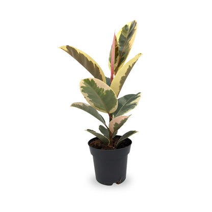 Ficus el Tineke - Variegated Rubber Plant Leaf Culture