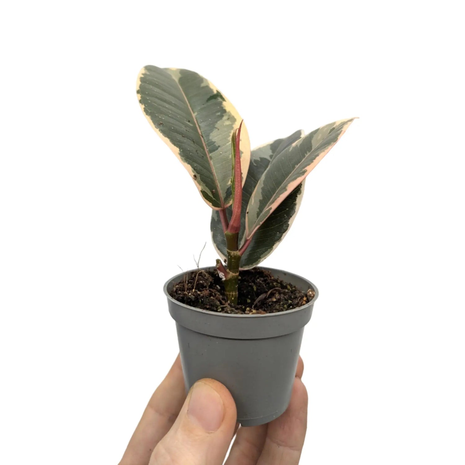 Ficus el Tineke - Variegated Rubber Plant Leaf Culture