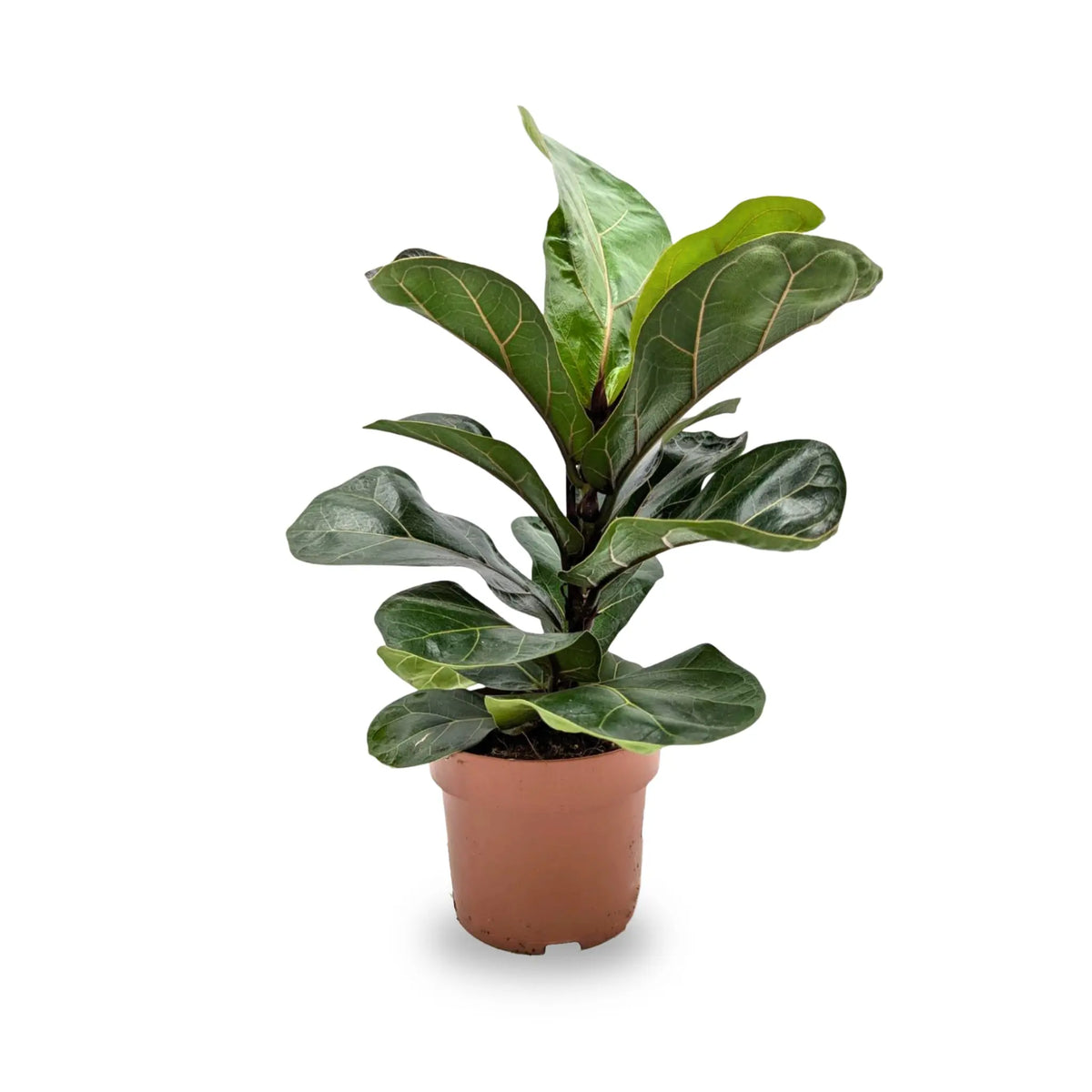 Ficus lyrata Bambino - Dwarf Fiddle Leaf Fig Leaf Culture