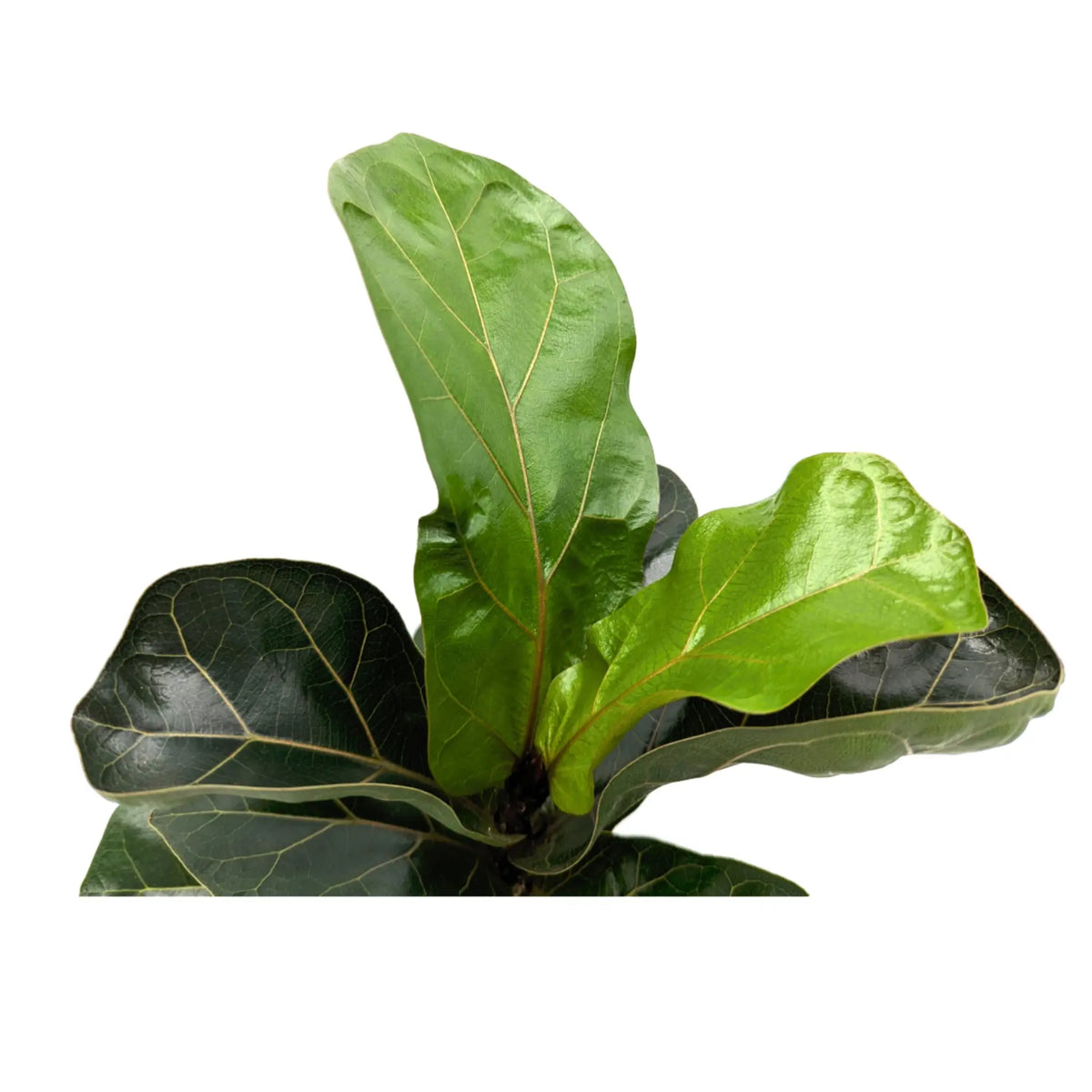 Ficus lyrata Bambino - Dwarf Fiddle Leaf Fig Leaf Culture
