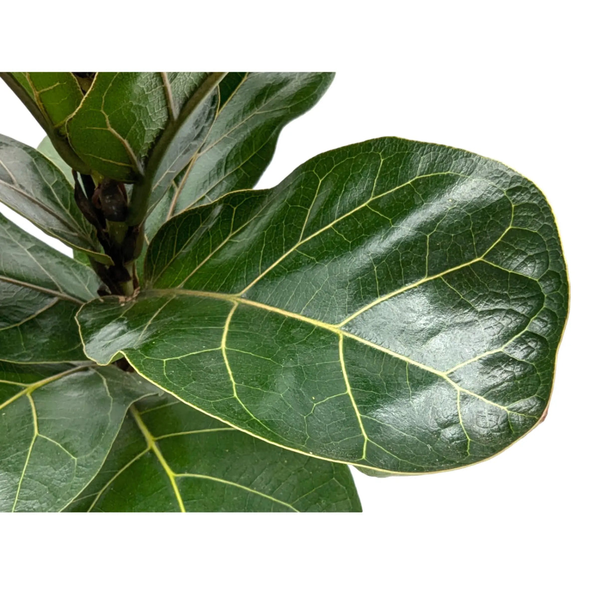Ficus lyrata Bambino - Dwarf Fiddle Leaf Fig Leaf Culture