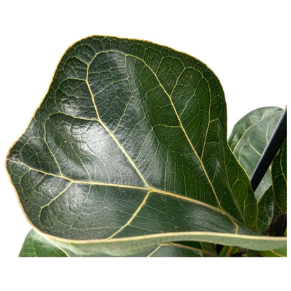 Ficus lyrata Bambino - Dwarf Fiddle Leaf Fig Leaf Culture
