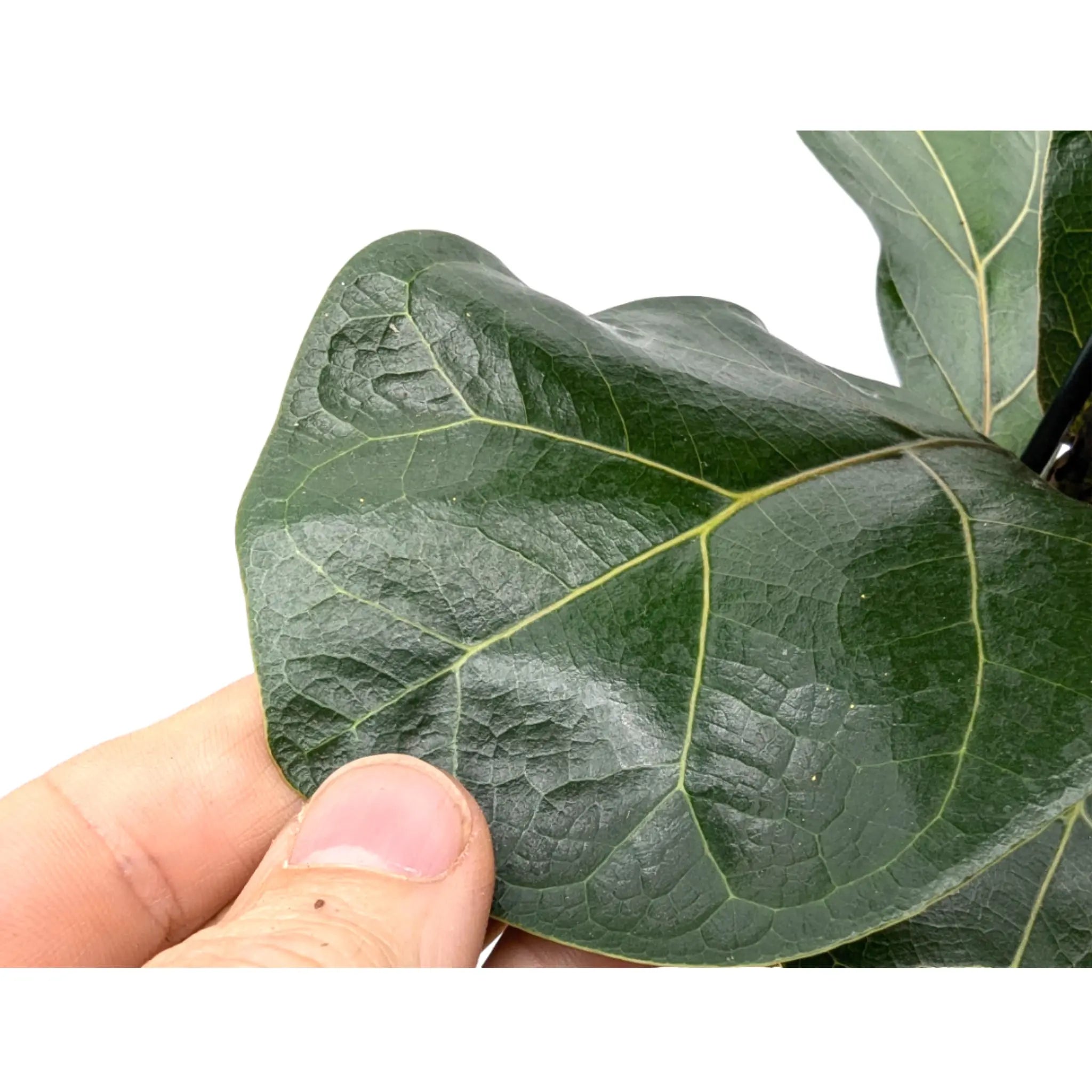 Ficus lyrata Bambino - Dwarf Fiddle Leaf Fig Leaf Culture