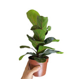 Ficus lyrata Bambino - Dwarf Fiddle Leaf Fig Leaf Culture