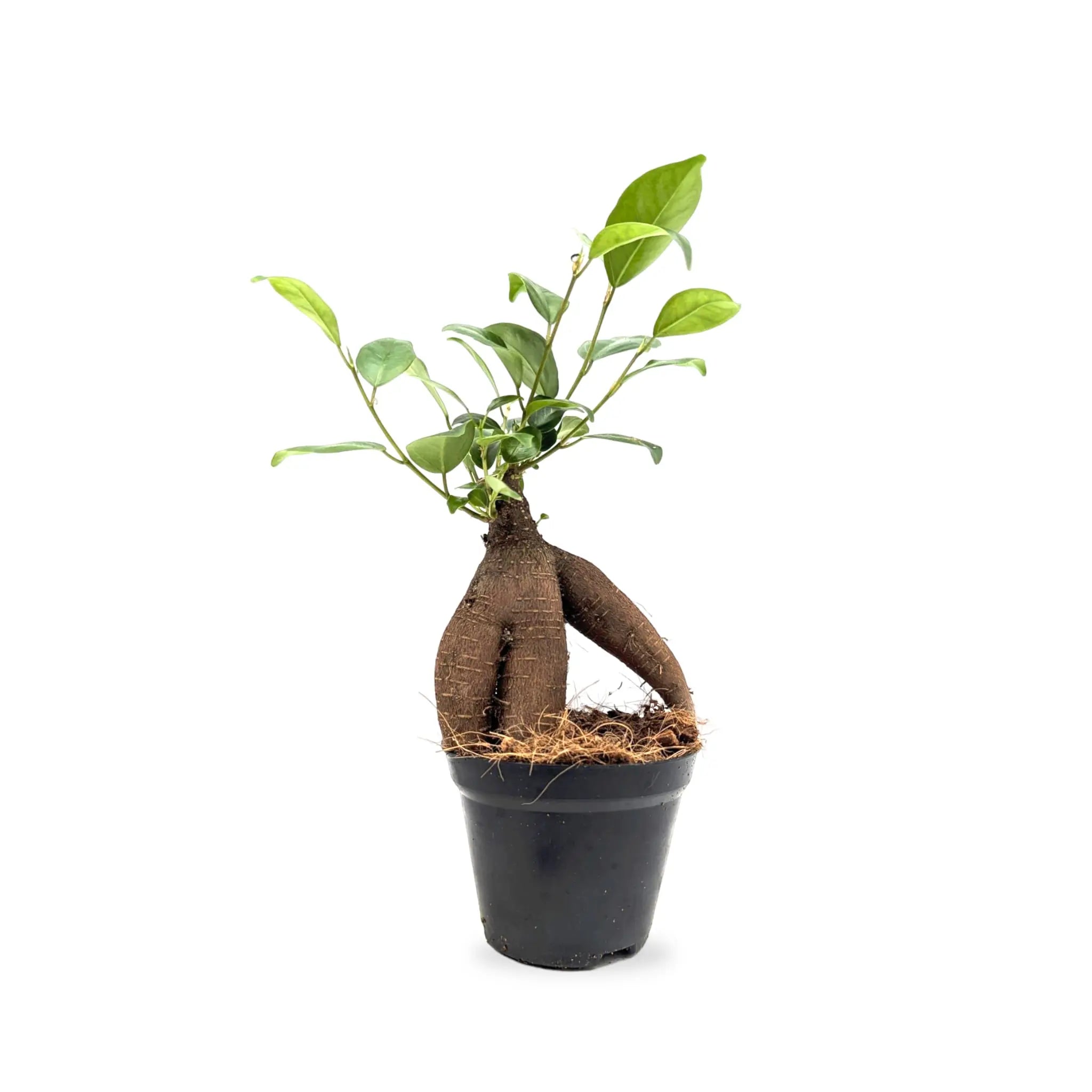 Ficus microcarpa Ginseng | Bonsai Ficus Leaf Culture