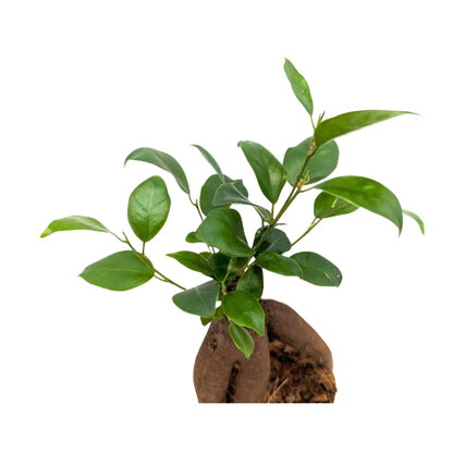 Ficus microcarpa Ginseng | Bonsai Ficus Leaf Culture