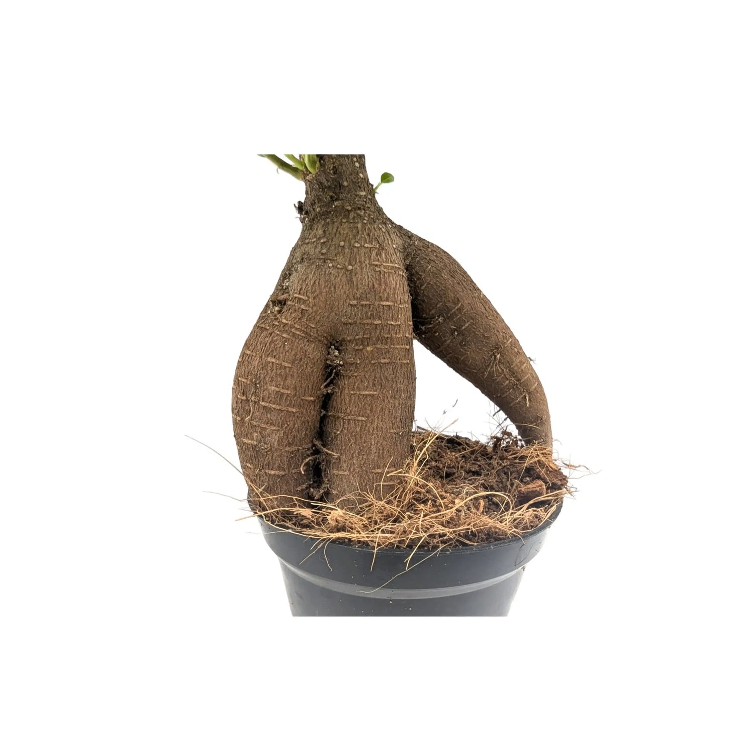 Ficus microcarpa Ginseng | Bonsai Ficus Leaf Culture