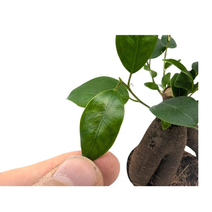 Ficus microcarpa Ginseng | Bonsai Ficus Leaf Culture