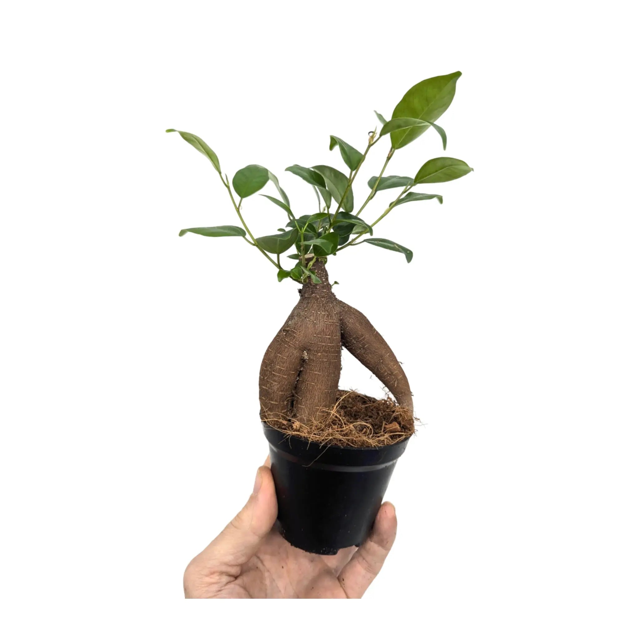 Ficus microcarpa Ginseng | Bonsai Ficus Leaf Culture