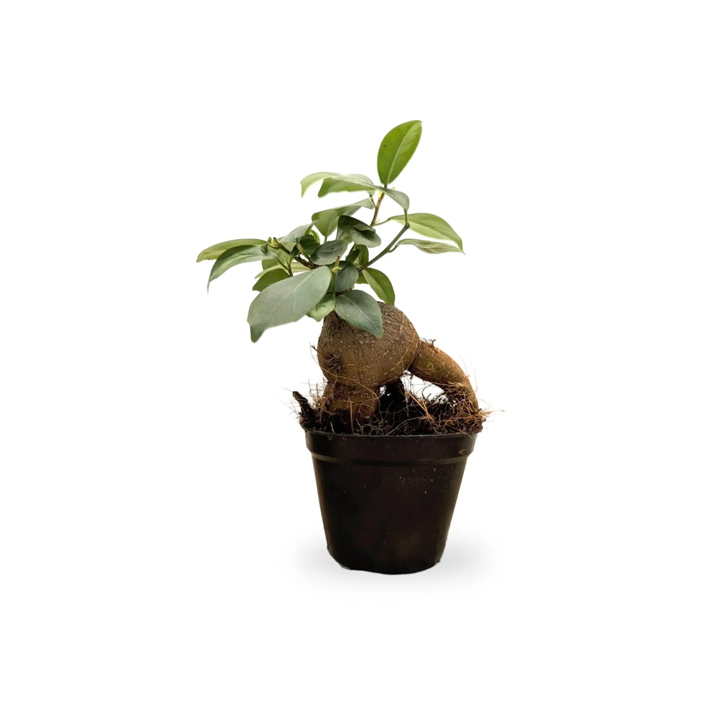 Ficus microcarpa Ginseng | Bonsai Ficus Leaf Culture