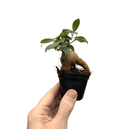 Ficus microcarpa Ginseng | Bonsai Ficus Leaf Culture