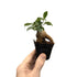 Ficus microcarpa Ginseng | Bonsai Ficus Leaf Culture