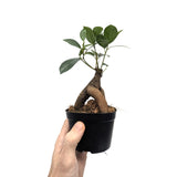 Ficus microcarpa Ginseng | Bonsai Ficus Leaf Culture