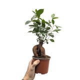 Ficus microcarpa Ginseng | Bonsai Ficus Leaf Culture